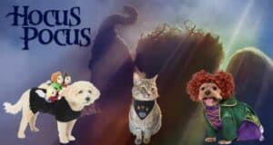 hocus-pocus-pet-merchandise