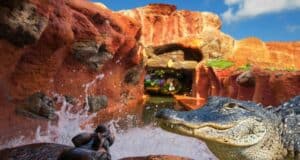 splash-mountain-alligator