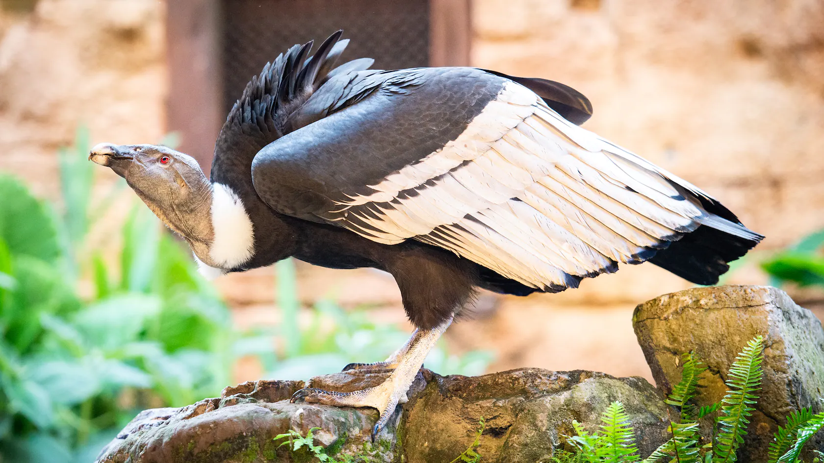 Animal Kingdom Feathered Friends