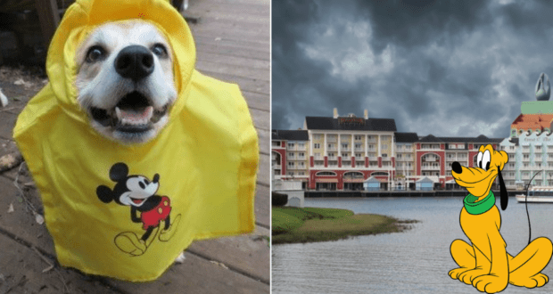 Left: Playful pup sporting a Mickey Mouse-themed raincoat, ready for a magical Disney day rain or shine—channeling the spirit of Disney World’s hurricane-hardened dogs. Right: Pluto enjoying waterfront views outside a resort hotel as dramatic storm clouds roll in, capturing the adventurous magic of classic Disney tales.