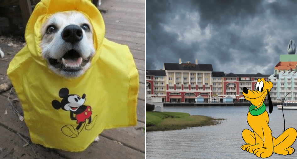 Left: Playful pup sporting a Mickey Mouse-themed raincoat, ready for a magical Disney day rain or shine—channeling the spirit of Disney World’s hurricane-hardened dogs. Right: Pluto enjoying waterfront views outside a resort hotel as dramatic storm clouds roll in, capturing the adventurous magic of classic Disney tales.