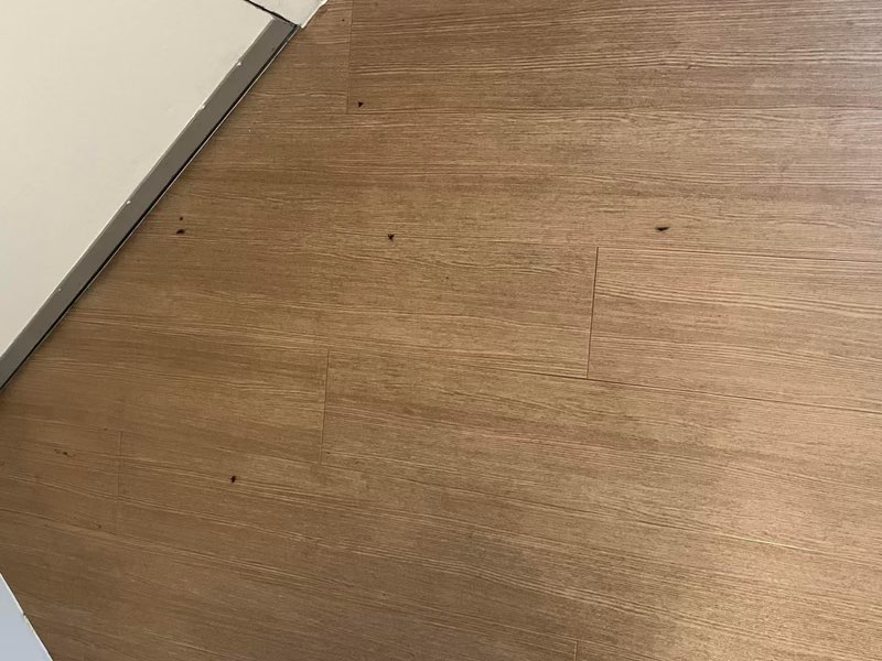 bug-infested-all-stars-room