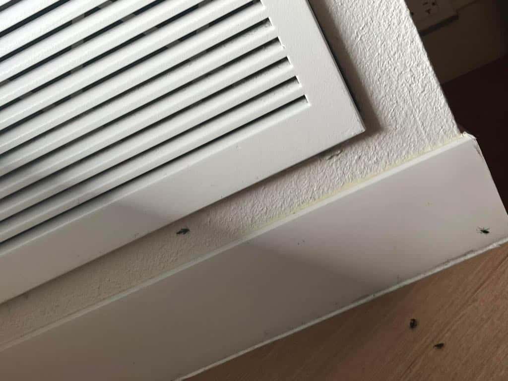 bug-infested-all-stars-room