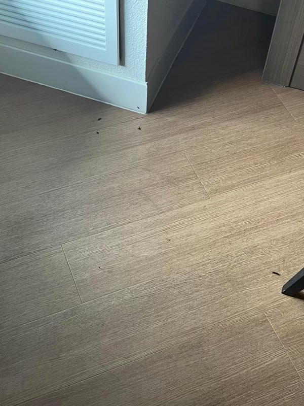 bug-infested-all-stars-room