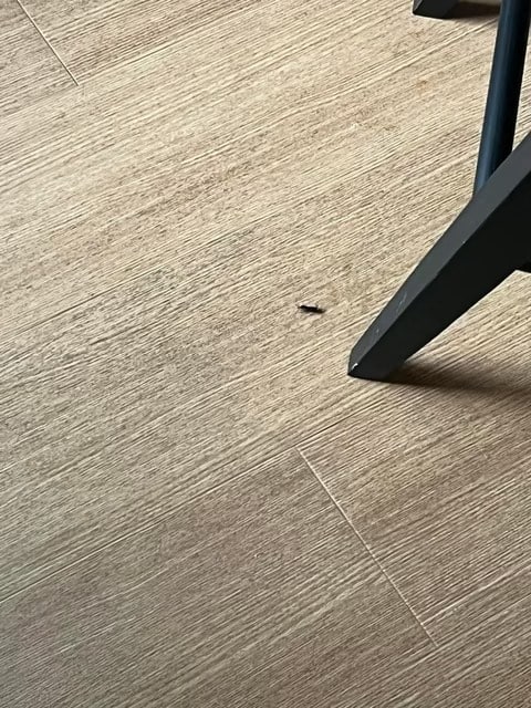 bug-infested-all-stars-room