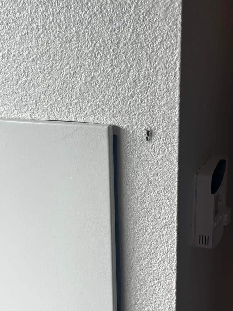 bug-infested-all-stars-room