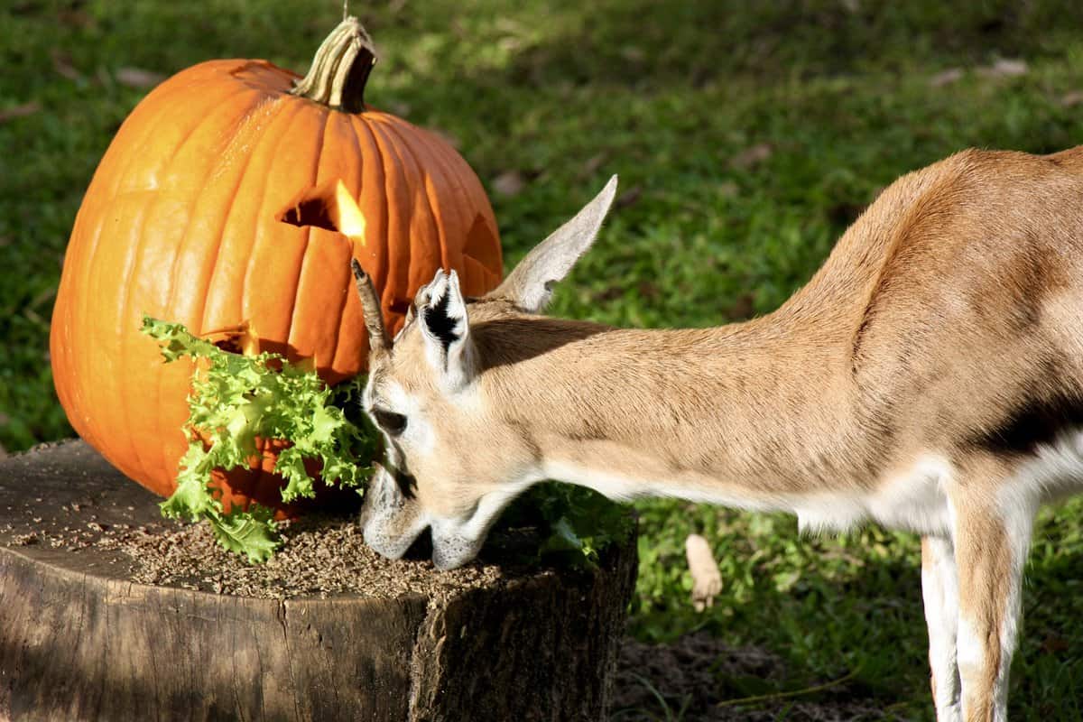 Disney's Animal Kingdom Halloween