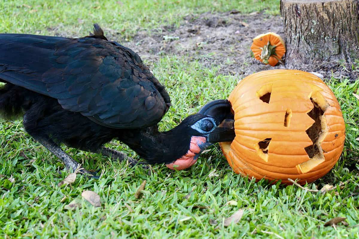 Disney's Animal Kingdom Halloween