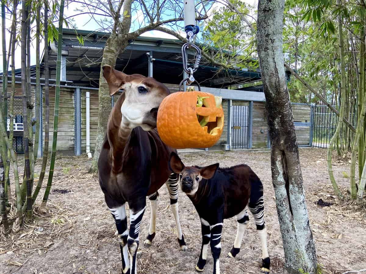 Disney's Animal Kingdom Halloween