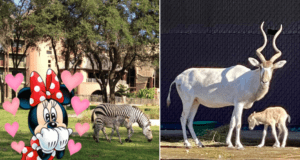 Zebras graze on the lush grass, joined by a fun Minnie Mouse sticker, while an Addax antelope and its calf explore near a shaded wall at Disney’s Animal Kingdom Lodge.