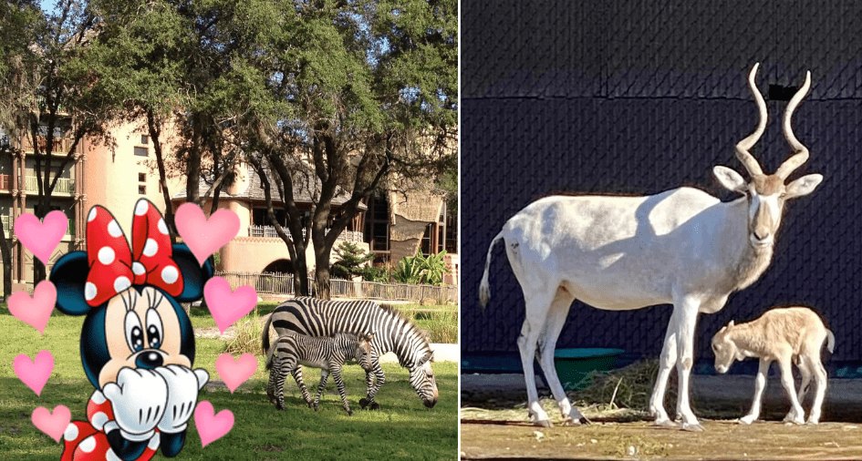 Zebras graze on the lush grass, joined by a fun Minnie Mouse sticker, while an Addax antelope and its calf explore near a shaded wall at Disney’s Animal Kingdom Lodge.