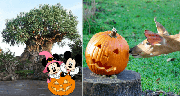 Mickey and Minnie, dressed in festive Halloween costumes, pose by a tree at Disney's Animal Kingdom while a curious deer checks out a carved pumpkin nearby on the grass.