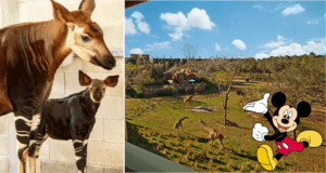 An okapi and its calf stand near giraffes on the savanna, while Mickey Mouse appears on the right, capturing the magical vibe of Disney's Animal Kingdom Lodge.