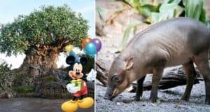 Mickey Mouse delights guests as he holds colorful balloons beneath a sprawling tree, while a babirusa stands nearby on sandy ground surrounded by lush plants, evoking the wonder of Disney's Animal Kingdom and its extraordinary wildlife.