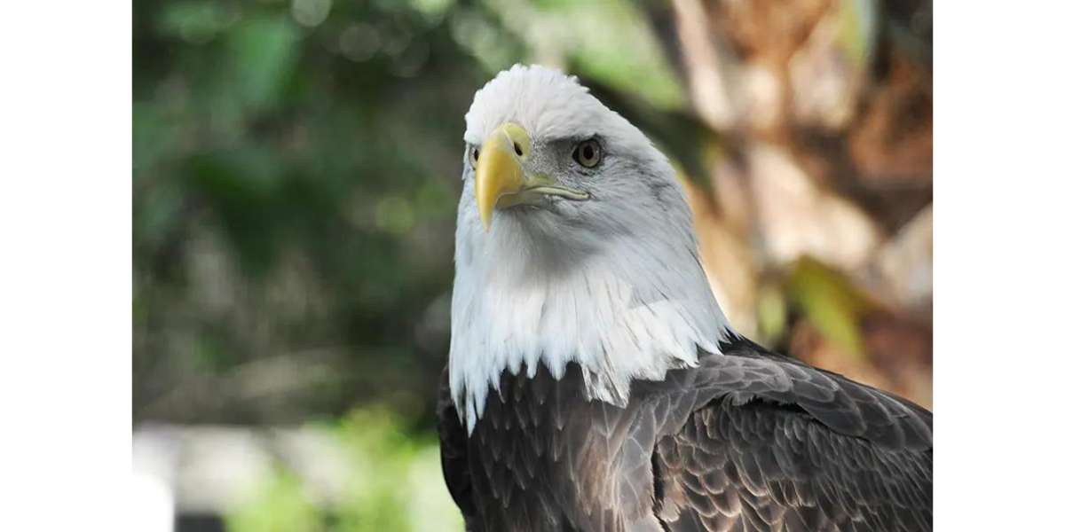 Bald Eagle - Feathered Friends in Flight