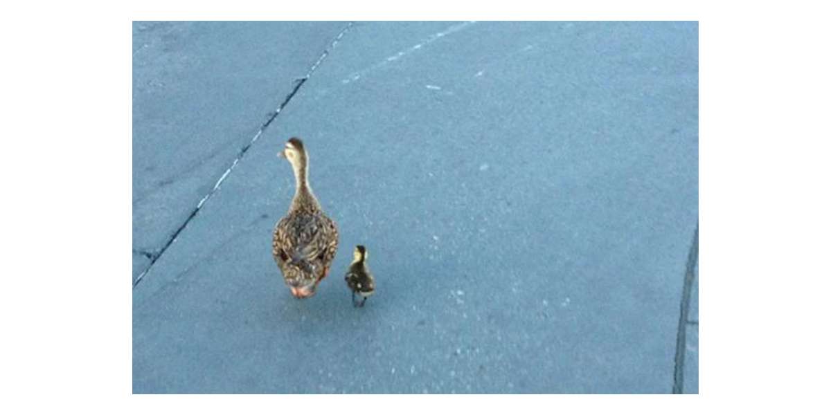 Disney Ducks