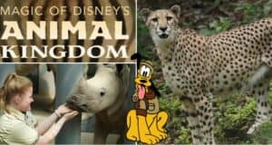 The Animal Kingdom entrance sign welcomes guests alongside a sleek cheetah, a zookeeper engaging up-close with a rhino, and Pluto posing in front—all evoking the thrill and adventure of Disney’s Animal Kingdom.