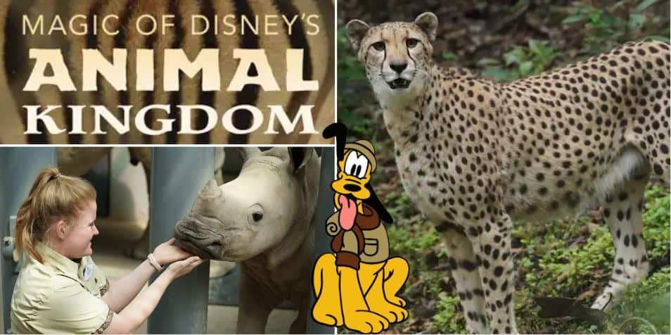 The Animal Kingdom entrance sign welcomes guests alongside a sleek cheetah, a zookeeper engaging up-close with a rhino, and Pluto posing in front—all evoking the thrill and adventure of Disney’s Animal Kingdom.