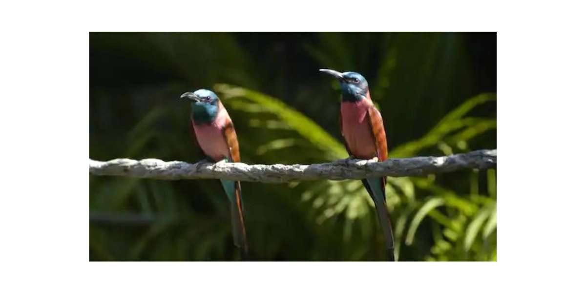 Northern Carmine Bee-Eater Animal Kingdom
