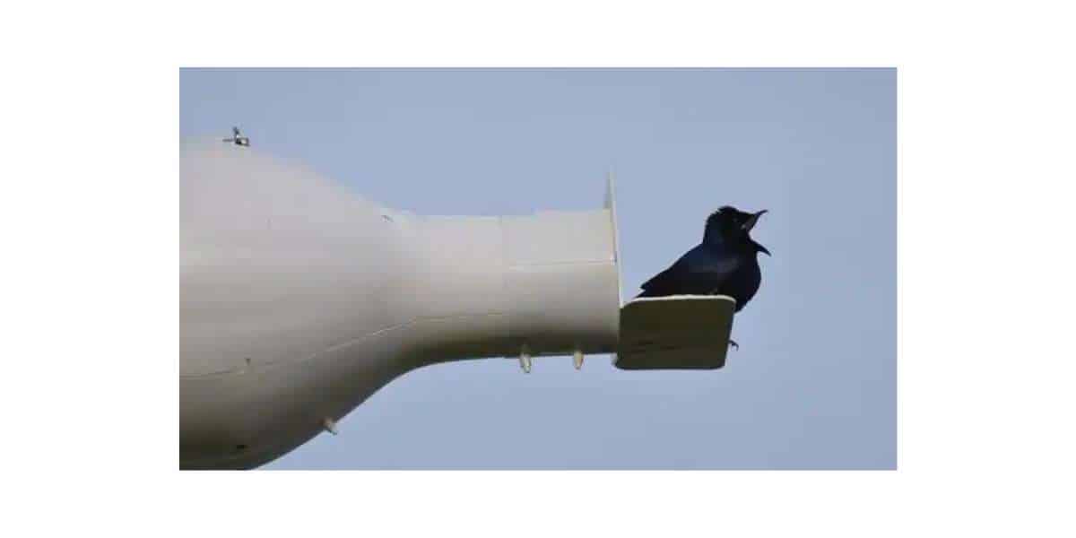Purple Martins Disney