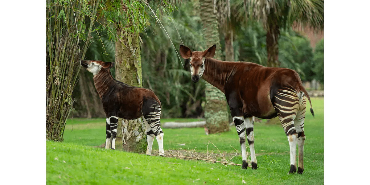 beni and olivia at animal kingdom lodge