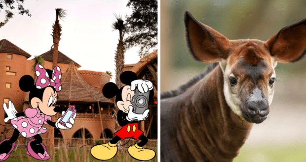Minnie Mouse and Mickey Mouse pose for photos together in front of a cozy lodge, while Beni the okapi from Disney’s Animal Kingdom appears on the right side of the scene.