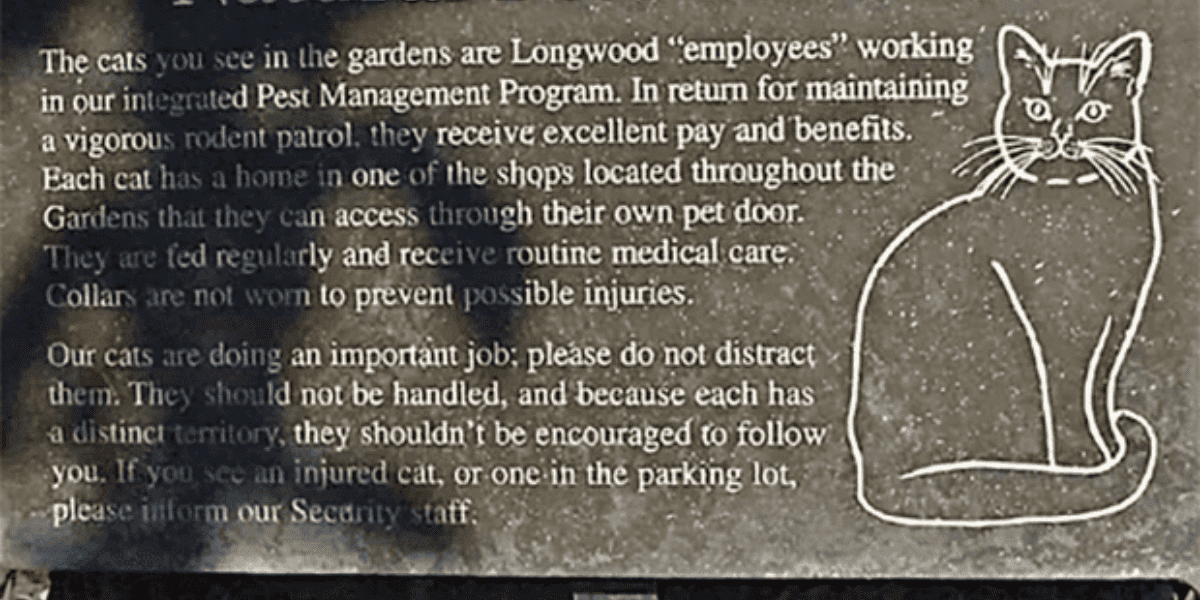 Cat Signage at Disneyland