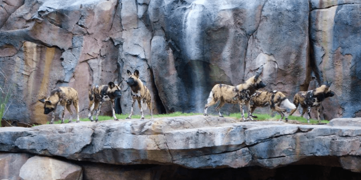 African Painted Dogs at Animal Kingdom 