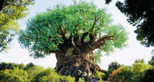Tree of Life at Animal Kingdom