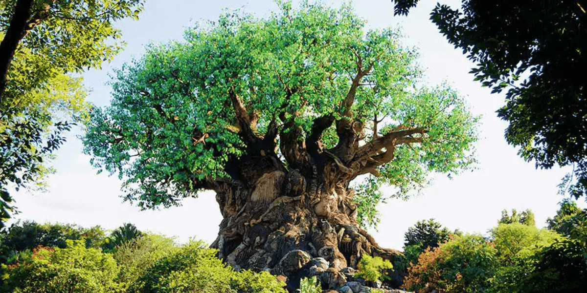 Tree of Life at Animal Kingdom