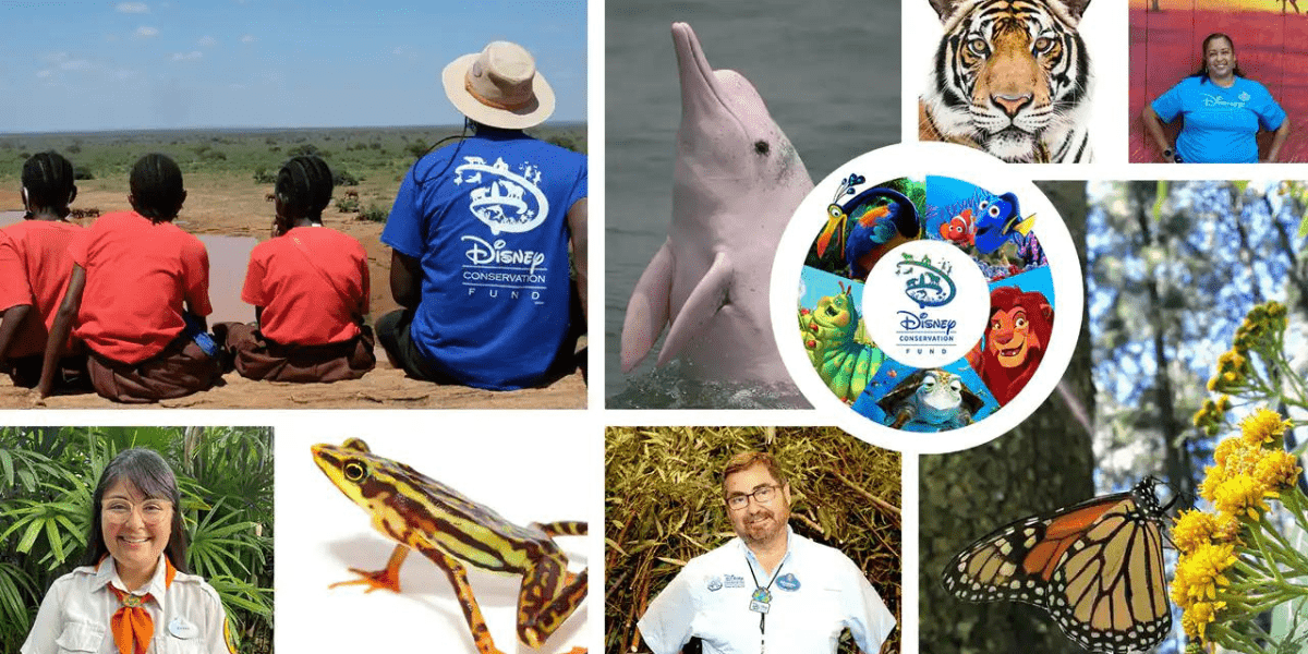 Disney Conservation Fund Collage