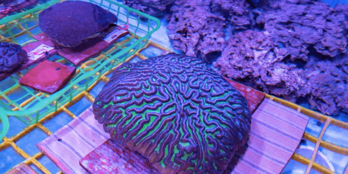 Coral Reef Restoration Efforts