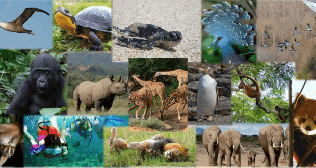 Disney's Worldwide Conservation Fund Feature Image Collage