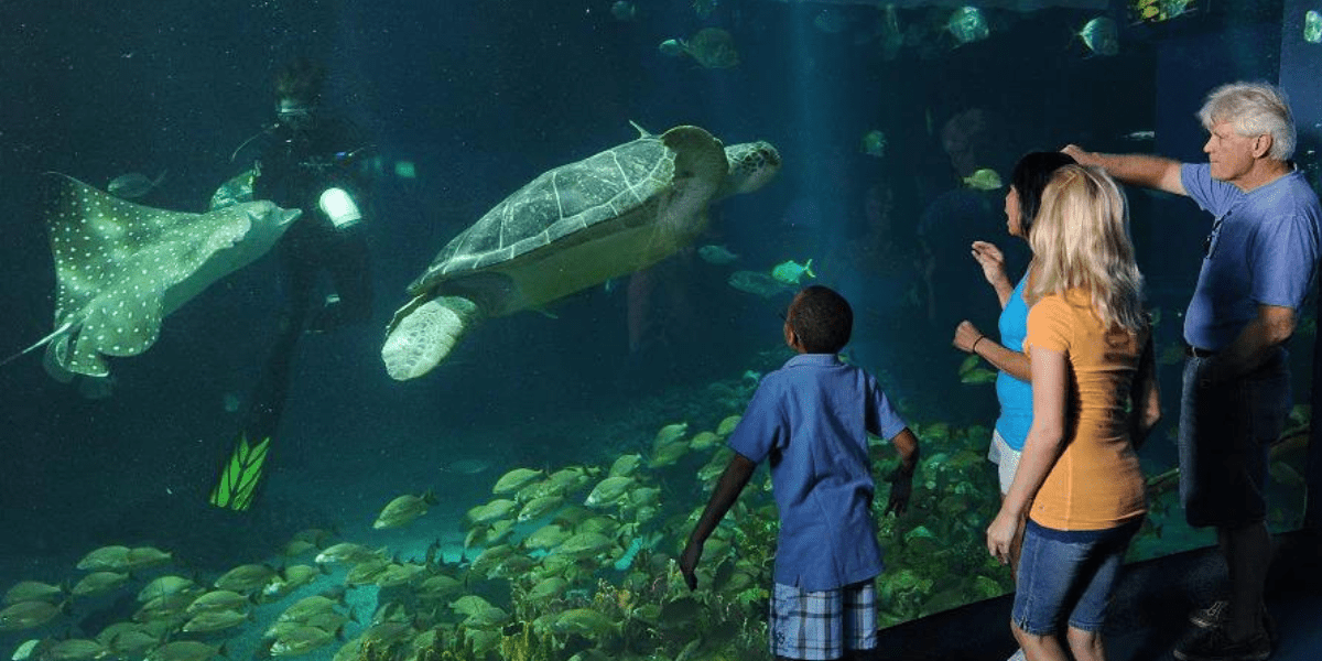 Sea Turtles Swimming at EPCOT
