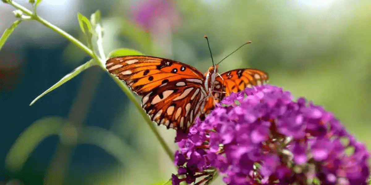 Butterflies at Disney World