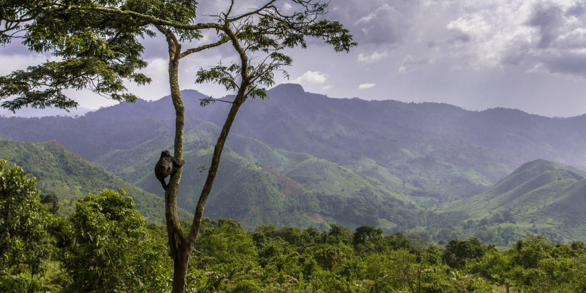 Aerial View of a Forest with Monkey in the Tree