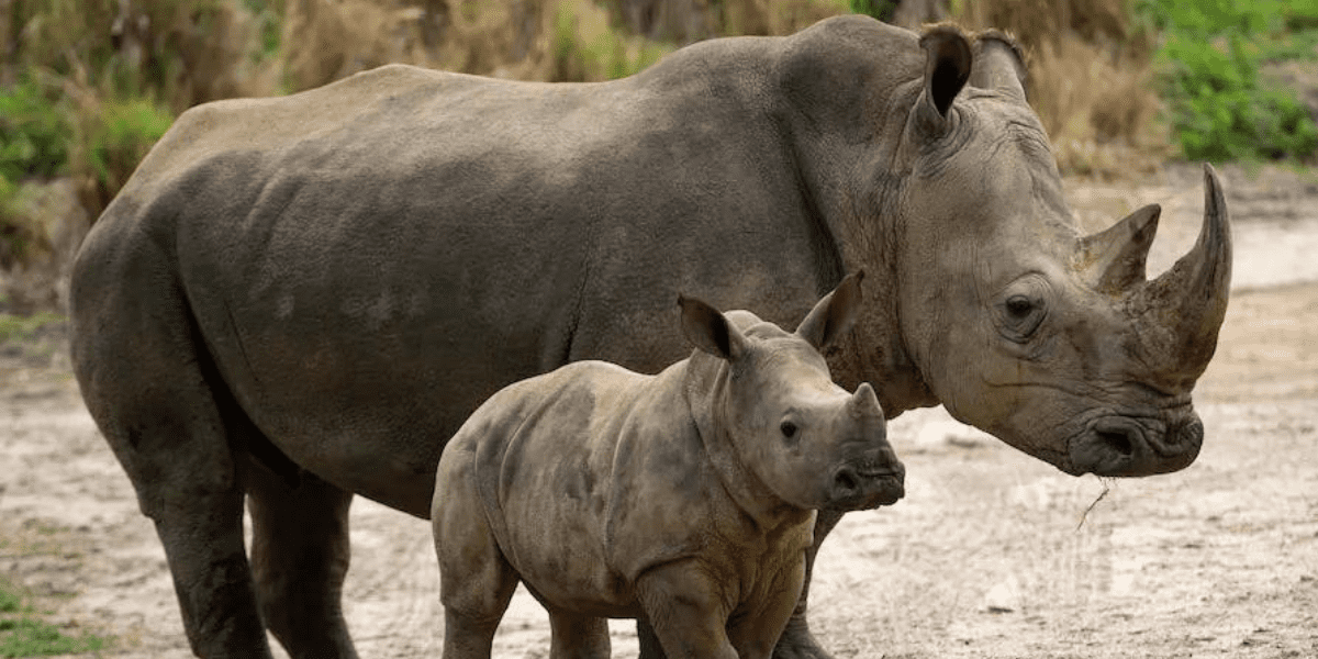 Black Rhinos at Animal Kingdom