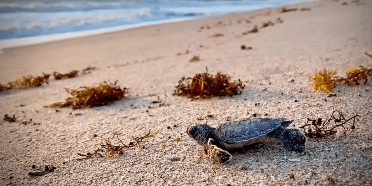 A Baby Sea Turtle on Vero Beach