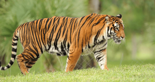 Sumatran Tiger