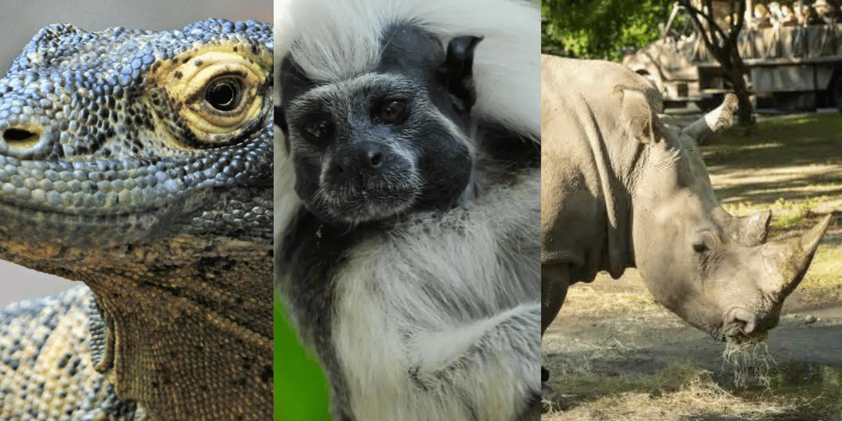 Discover the wild side of Disney’s Animal Kingdom with striking outdoor panels featuring a colorful lizard, a striking black-and-white monkey, and a mighty rhinoceros—just some of the park’s extraordinary animal residents.