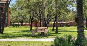 Disney's Animal Kingdom Lodge