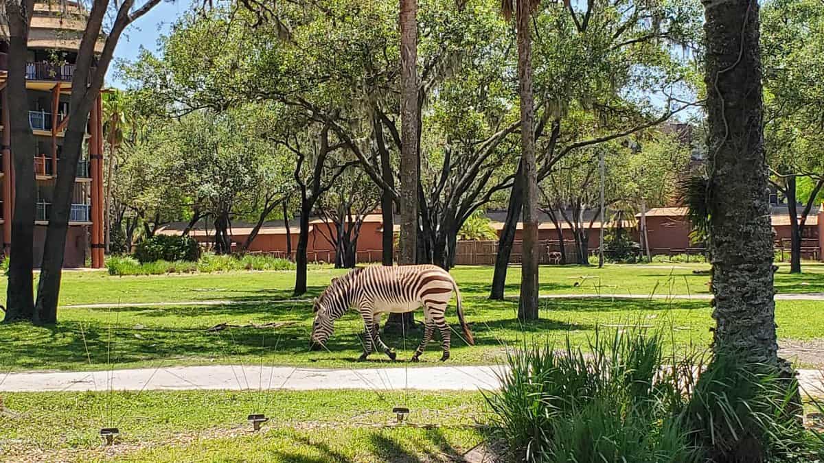 Disney's Animal Kingdom Lodge