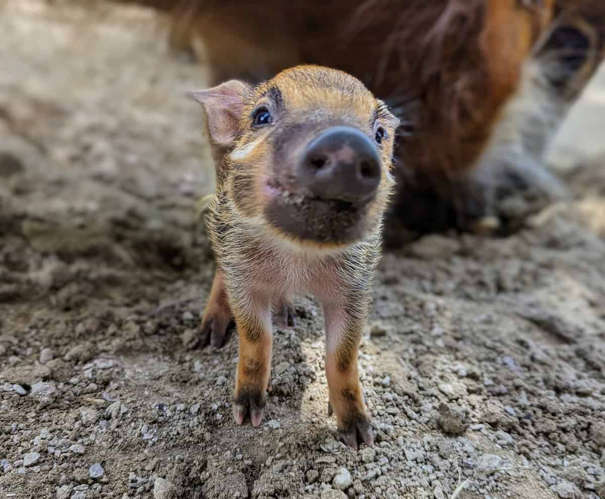 Red River Hog piglet at Disney's Animal Kingdom Lodge