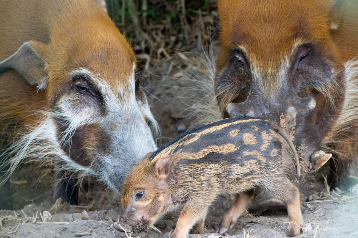 Red River Hog Piglet at Disney's Animal Kingdom Lodge