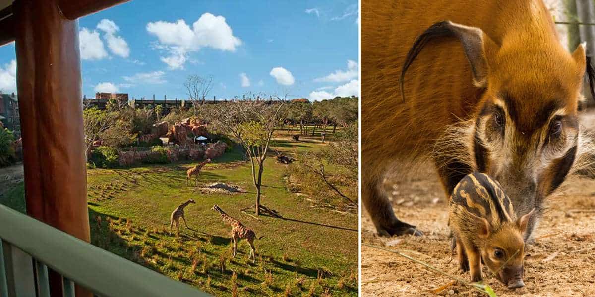 Red River Hog Disney's Animal Kingdom Lodge