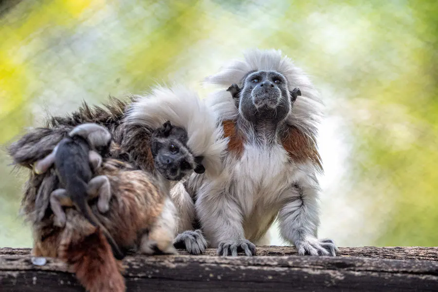 Mom and Dad Cotton Top Tamarin Monkeys with Babies