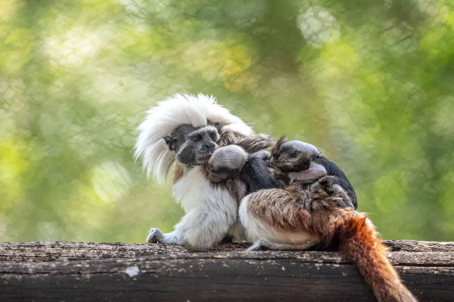 Twin Cotton Top Tamarin Monkey babies with Mother