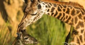 Giraffe