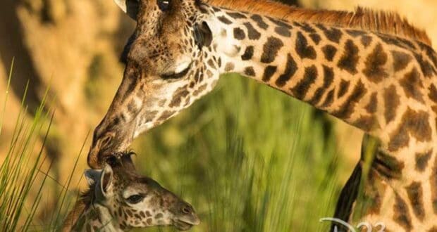 Giraffe