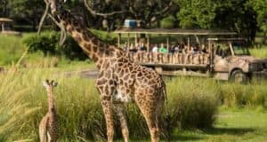 Animal Kingdom Safari